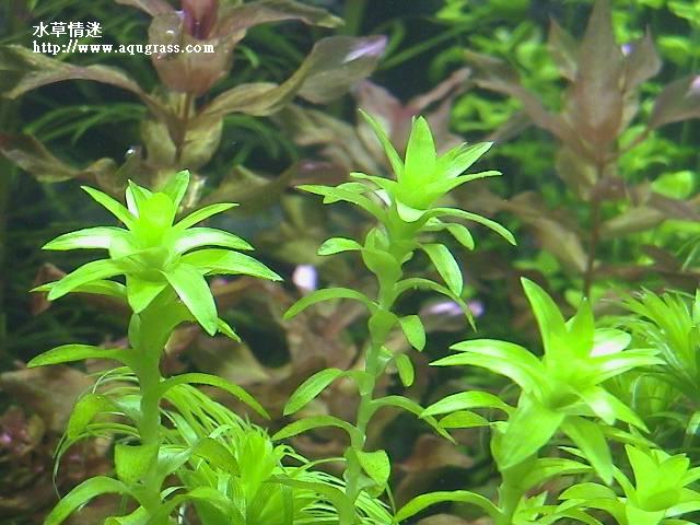 寬葉太陽