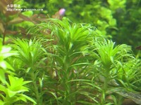 太陽
