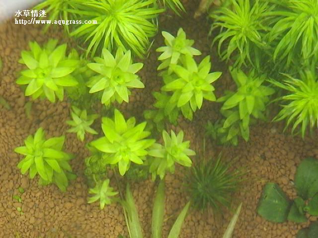 寬葉太陽鳥瞰