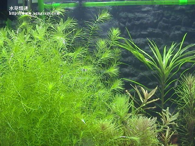 馬達加斯加草