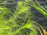 馬達加斯加草