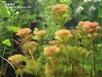 紫菊花