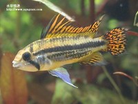 鳳尾公魚