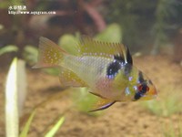 荷蘭鳳凰母魚