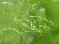 狸藻