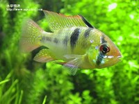 荷蘭鳳凰