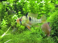 荷蘭鳳凰