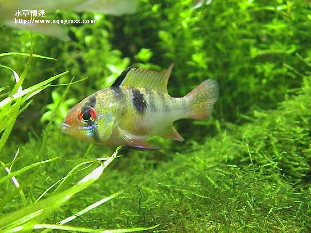 荷蘭鳳凰