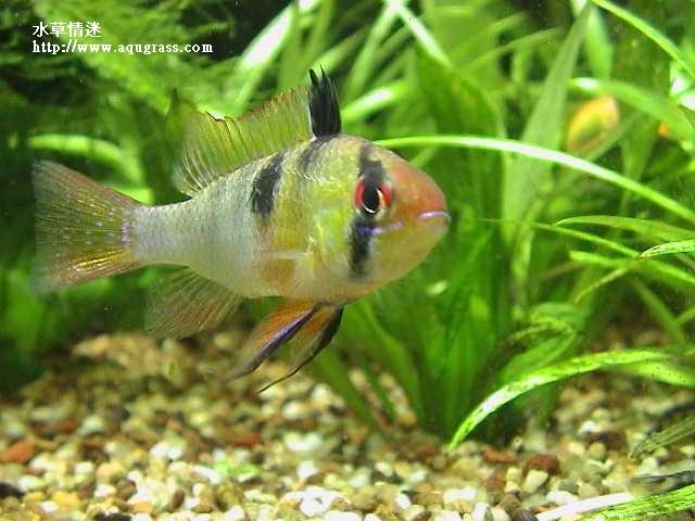 荷蘭鳳凰