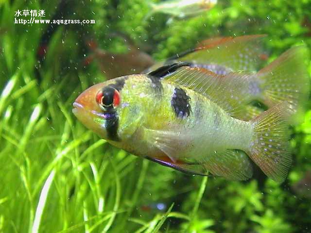 荷蘭鳳凰