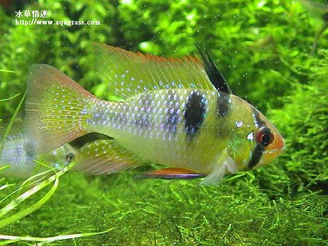 荷蘭鳳凰