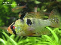 荷蘭鳳凰