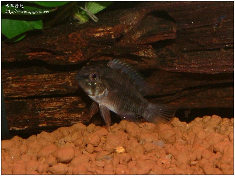fish-12