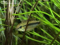 紅尾瑪摩母魚