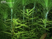 牛頓草