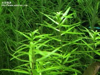 牛頓草