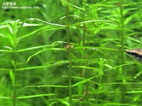 牛頓草