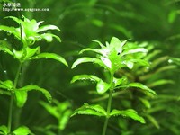 翡翠珍珠