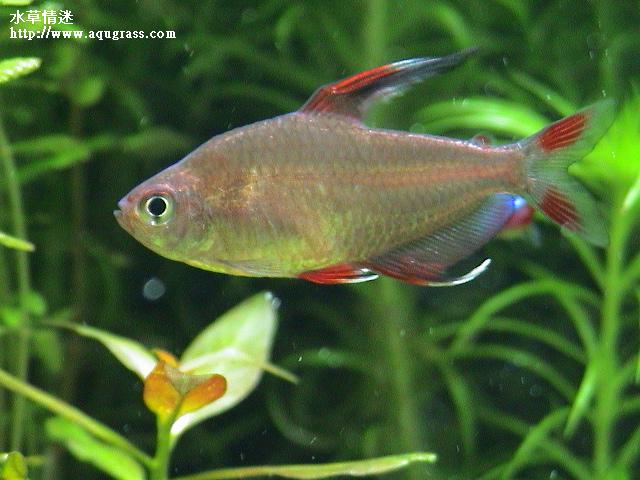玫瑰鰭公魚
