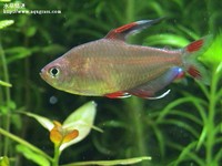 玫瑰鰭公魚