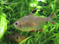 玫瑰鰭母魚