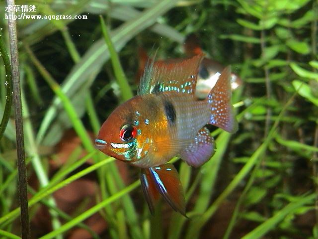 德系荷蘭鳳凰紅色型公魚
