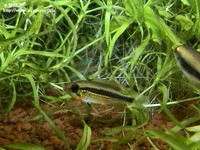 亞卡西母魚