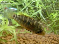 女王三型母魚