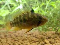 女王三型母魚