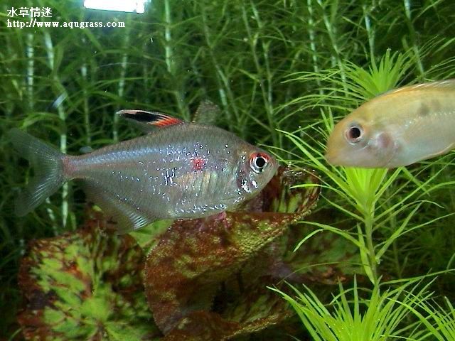 血心勾鰭
