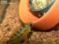 孵卵中的女王二型母魚