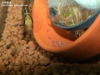 孵卵中的女王二型母魚