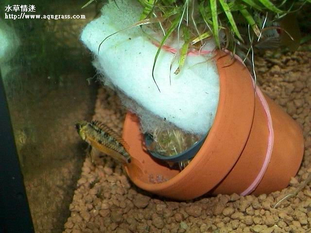 孵卵中的女王二型母魚