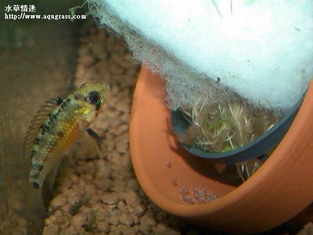 孵卵中的女王二型母魚