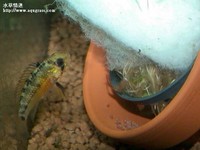 孵卵中的女王二型母魚