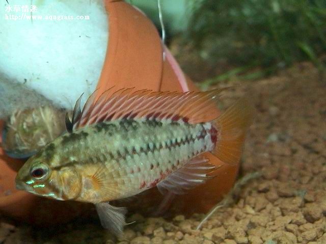 女王二型公魚