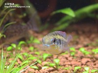 皇冠棋盤公魚