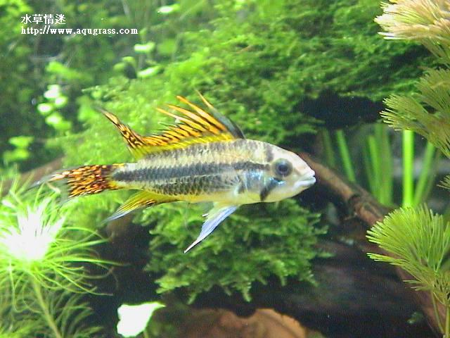 鳳尾公魚