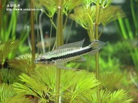 藍袖公魚
