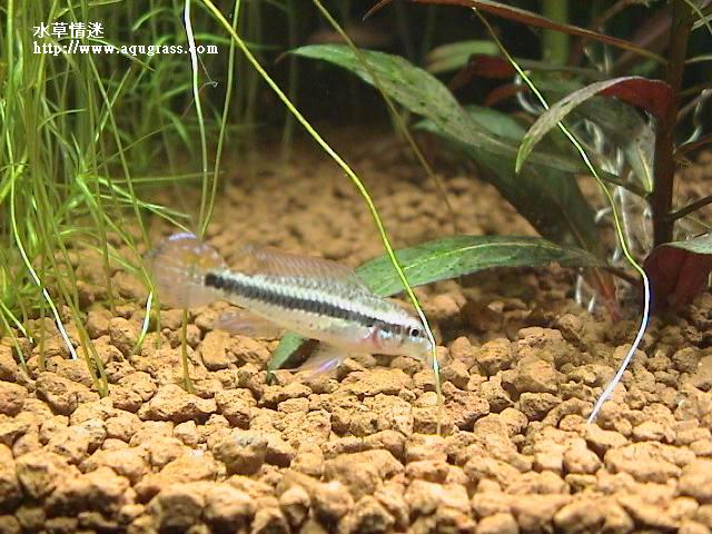 藍袖母魚