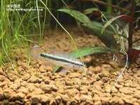 藍袖母魚