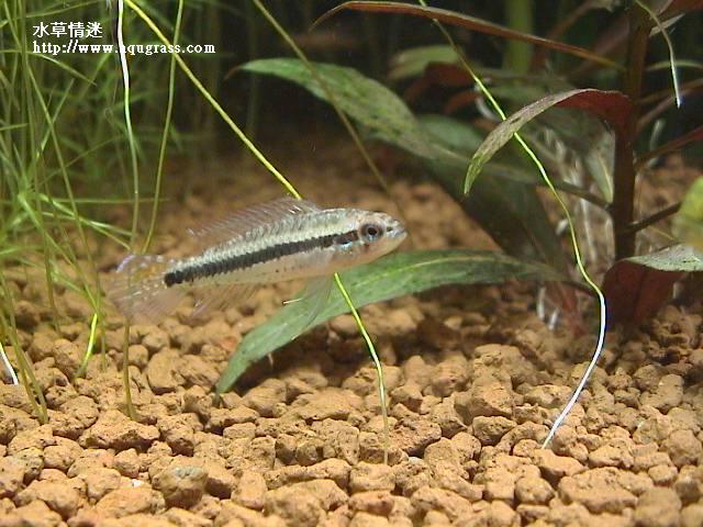 藍袖母魚