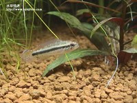 藍袖母魚