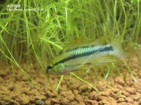 三線公魚