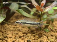 藍袖母魚
