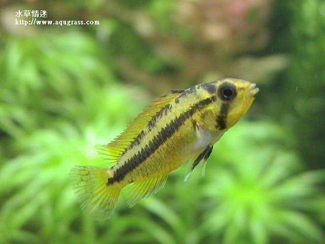 鳳尾母魚