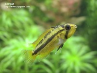 鳳尾母魚