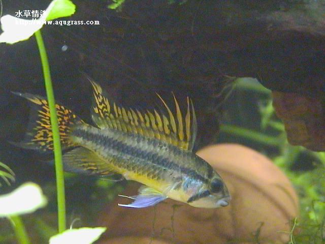 鳳尾公魚