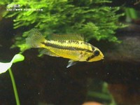 鳳尾母魚