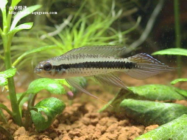 藍袖公魚